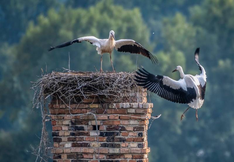 Expert Chimney Animal Removal in Hillsboro Beach, FL Professional Chimney Animal Removal Services in Hillsboro Beach, Florida