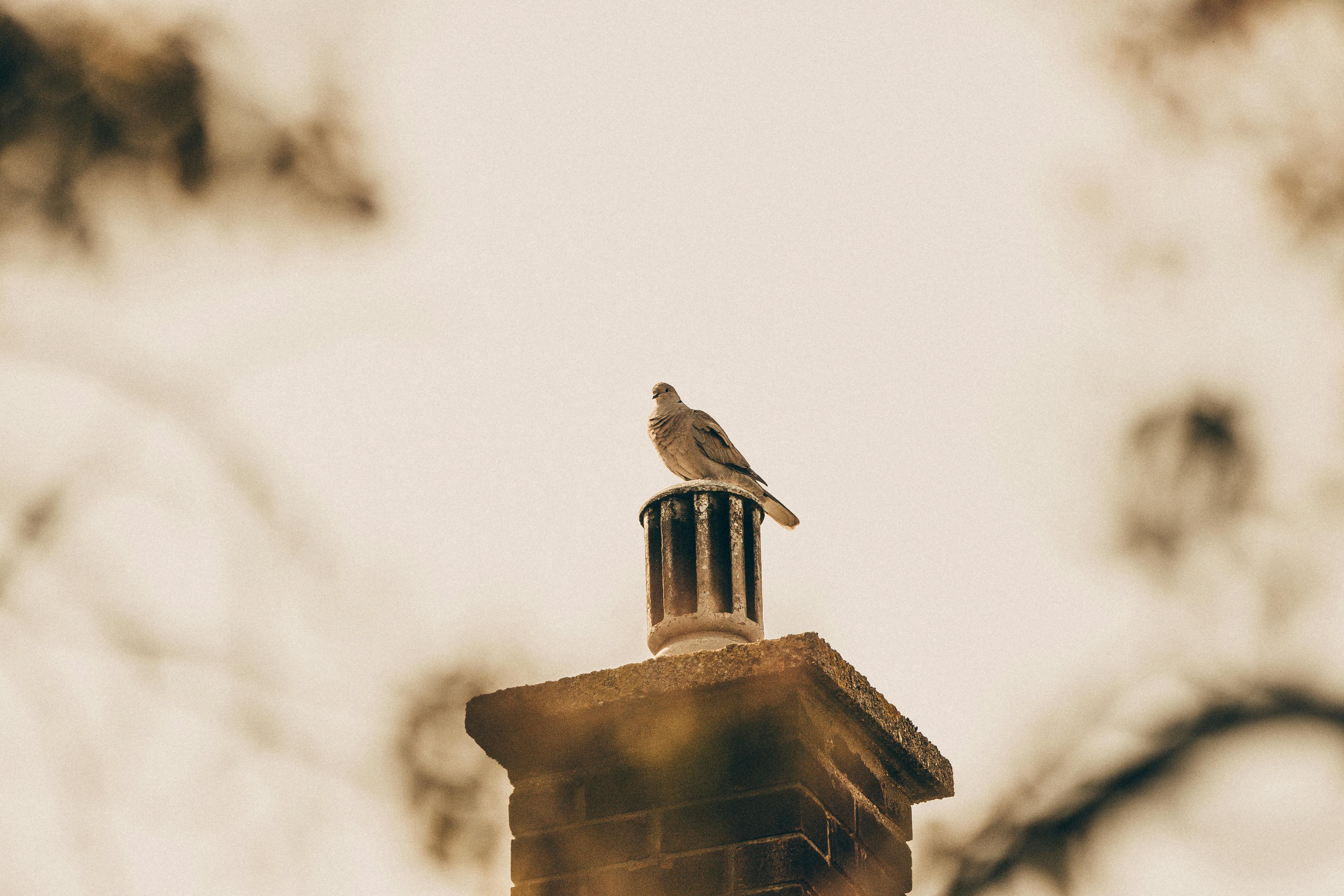 Quality Chimney Caps and Dampers Installation in Hillsboro Beach, FL Professional Chimney Cap and Damper In Hillsboro Beach Florida